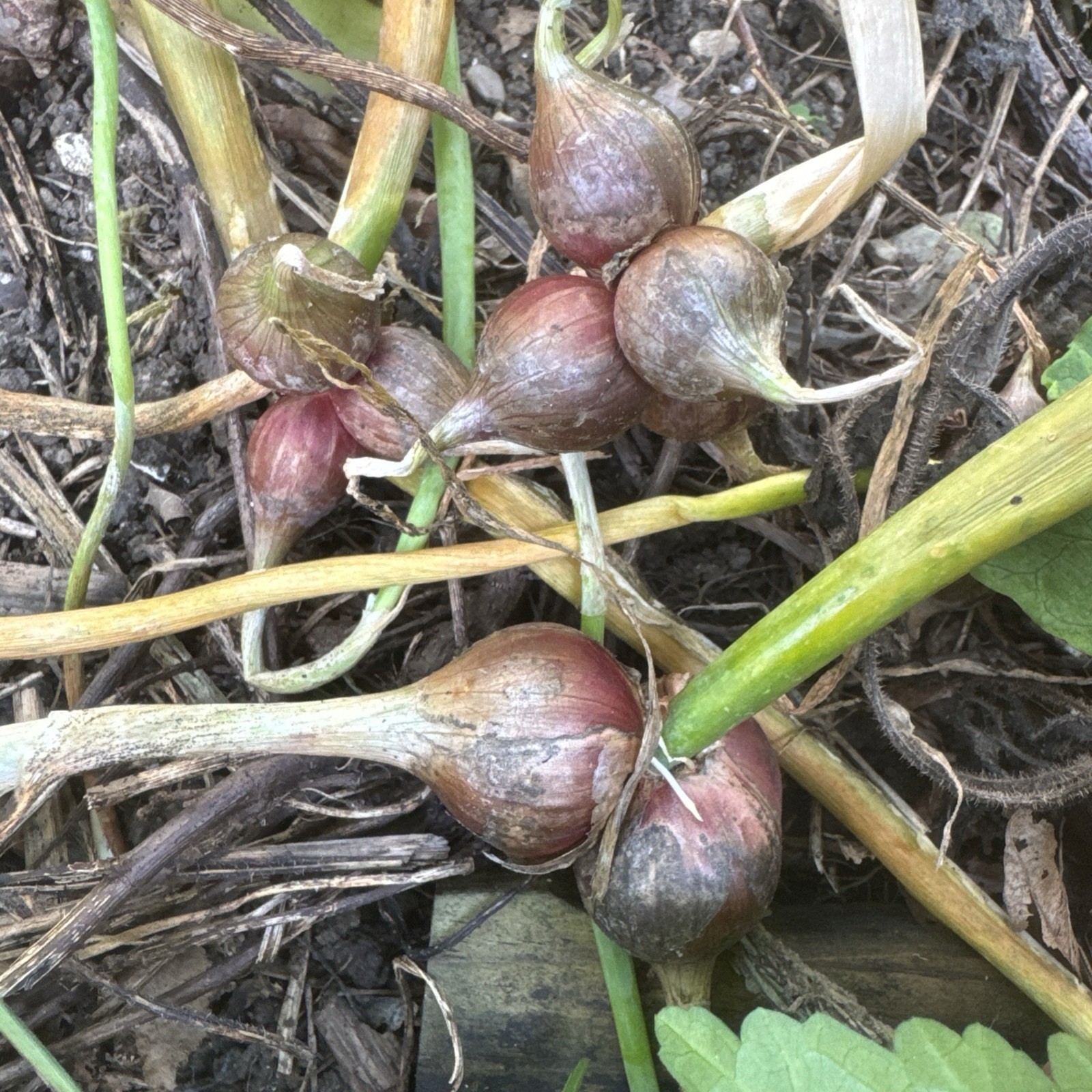 Egyptian Walking Onion Top Set Cluster of 12 plants matured plants see read