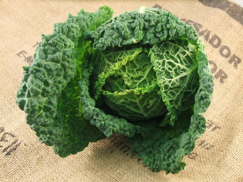 250 SAVOY CABBAGE SEEDS NON- GMO FRESH HARVEST FOR GARDENS