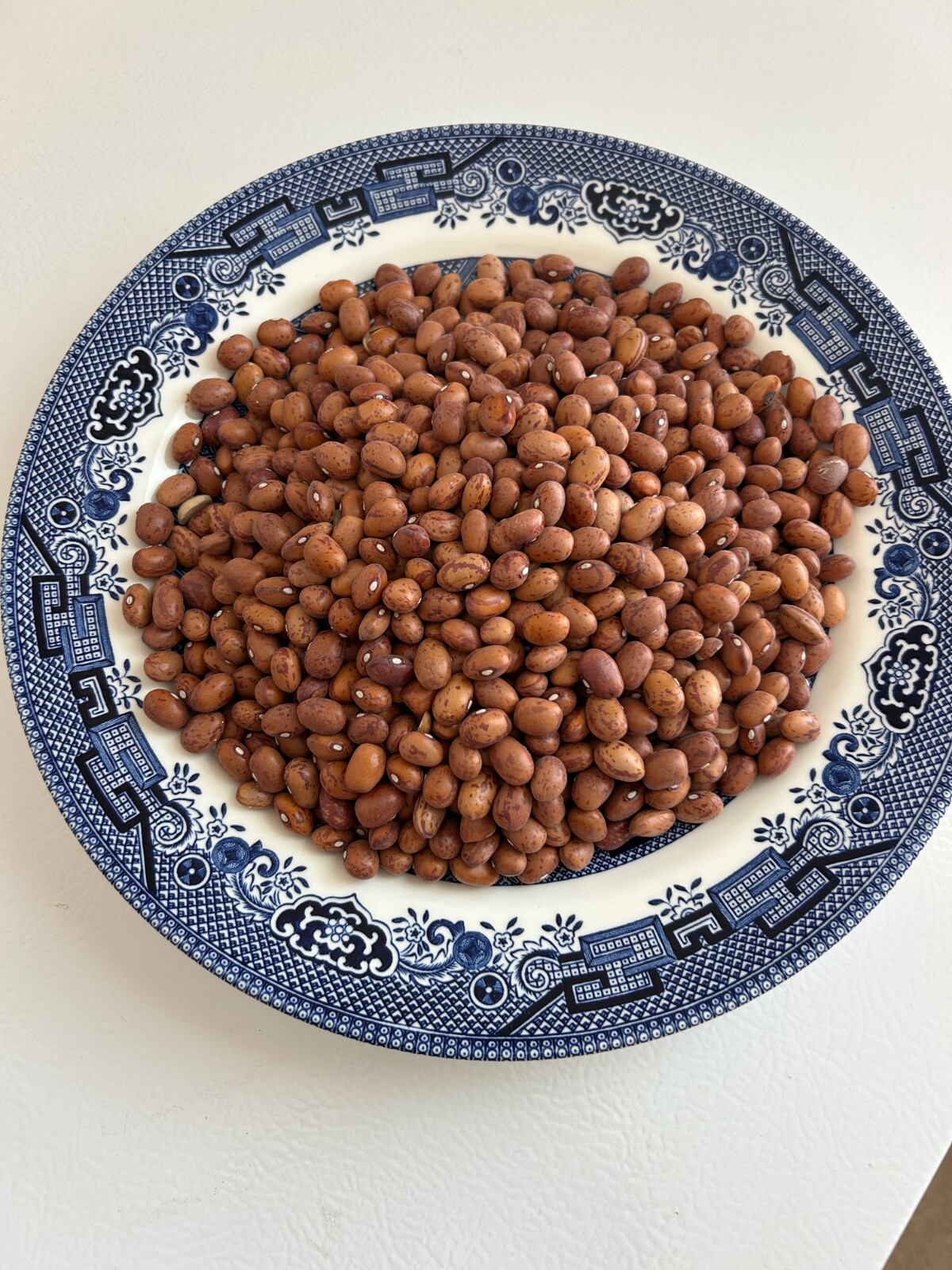 20+ French Horticulture Shell Bean Seeds, Haricot Tarbais, NON-GMO HEIRLOOM