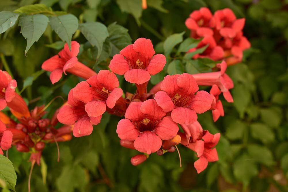 10+ Orange Trumpet Vine Seeds (Campsis radicans) Showy Crepper Flower Vine