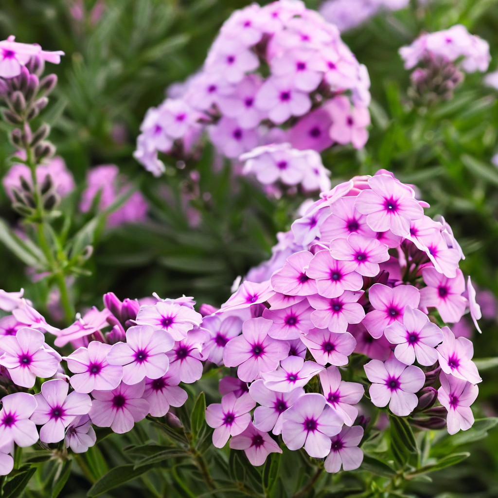50 White Pink Phlox Seeds Flower Perennial Seed Flowers Butterfly US SELLER