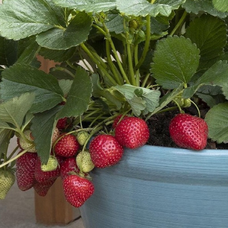 20 Seascape Strawberry Everbearing Bare Roots – Fragaria x ananassa