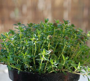 Savory Summer Sprite Satureja hortensis 10,000 seeds