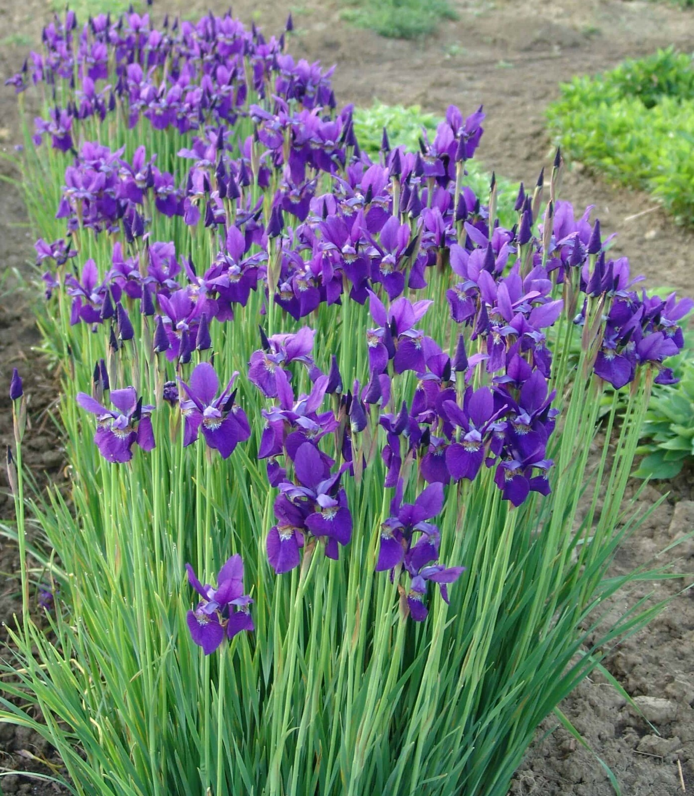 GORGEOUS AND HARDY SIBERIAN IRIS “CAESAR’S BROTHER IRIS SEEDS, 200+ SEEDS