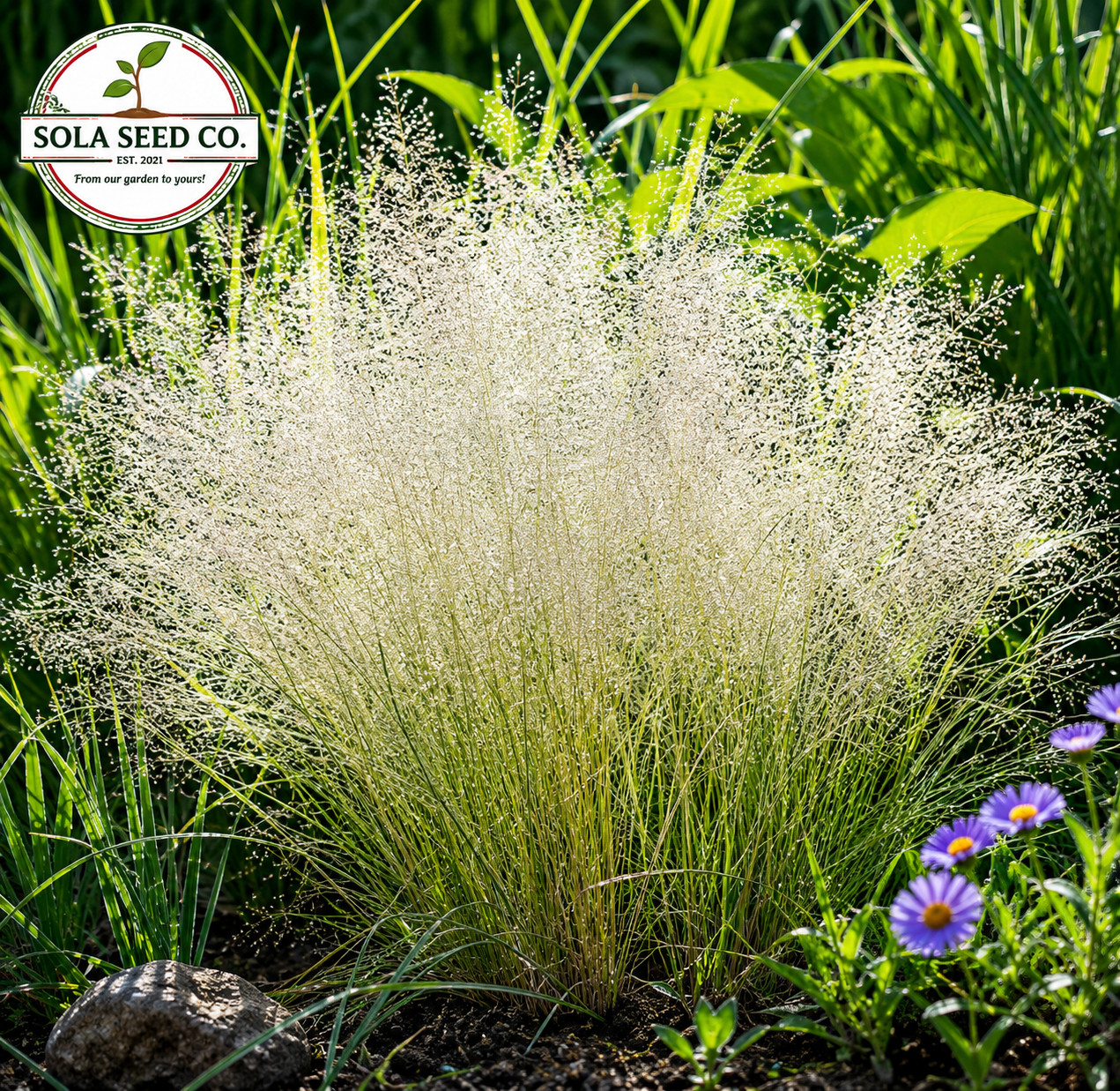 1000 CLOUD GRASS Agrostis Nebulosa White Flower Tan Ornamental Grass Seeds USA