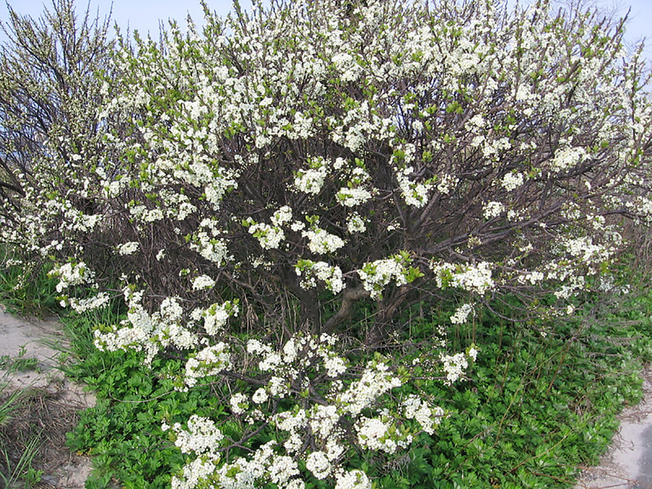 Beach Plum, Prunus maritima, Shrub Seeds