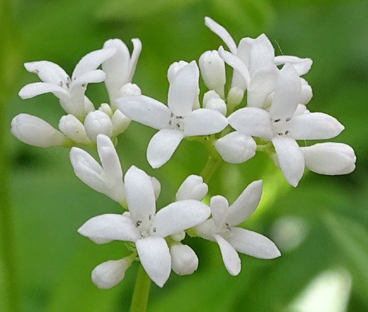 WOODRUFF SWEET Galium Odoratum – 10 Seeds