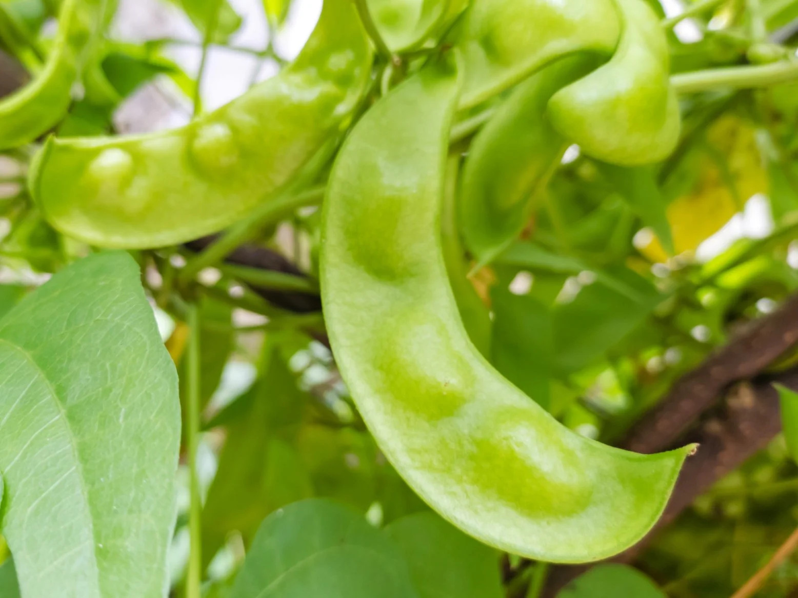 King of The Garden Pole Lima Bean Seeds | Giant Heirloom Limas Beans Seed 2025