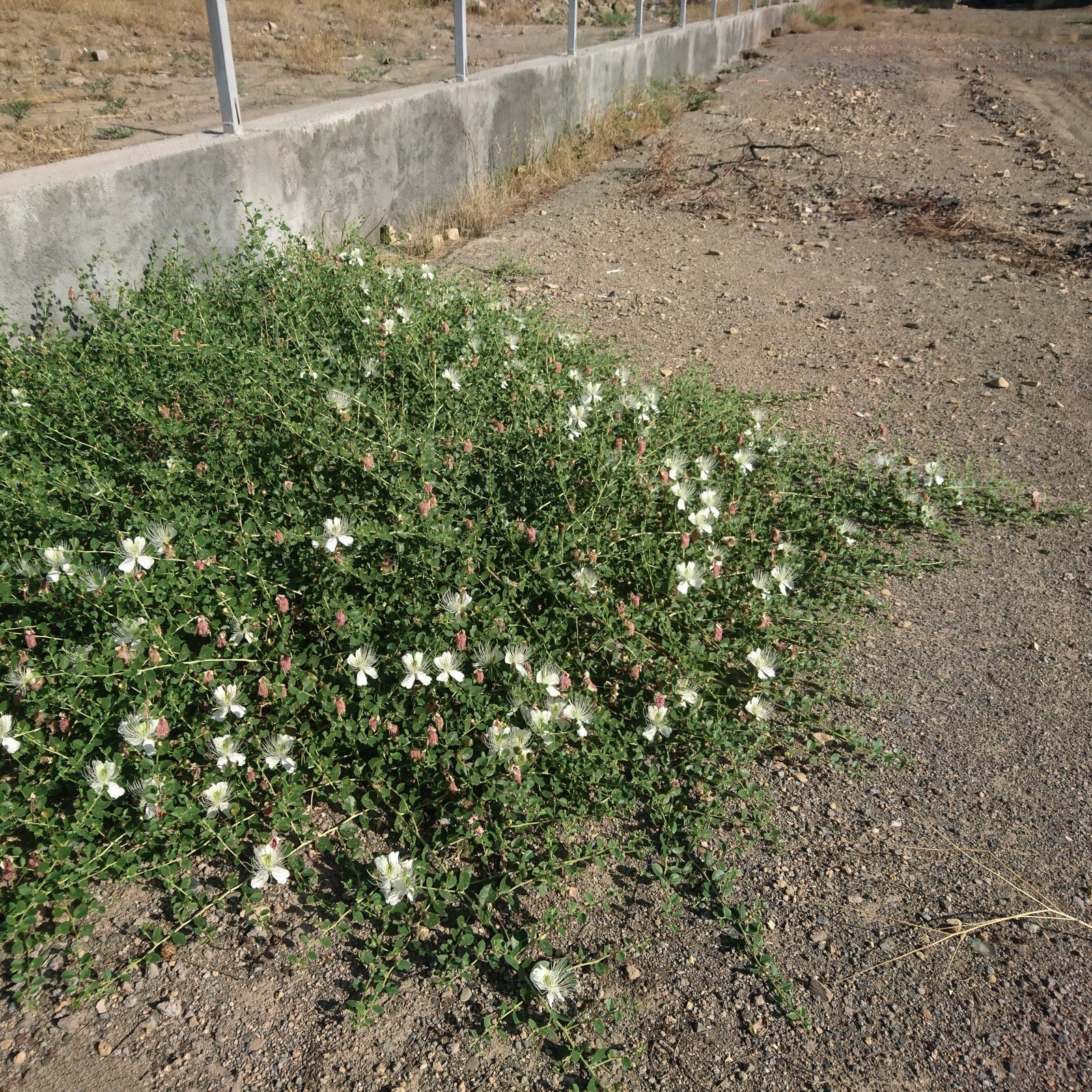 Capparis spinosa 100 Seeds – Caper Bush