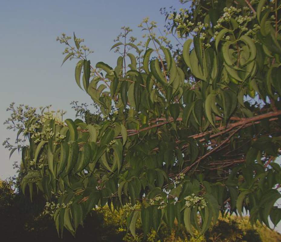 1-1000 PCS Seven Son Flower Tree Seeds Heptacodium Miconioides White Flower 0156