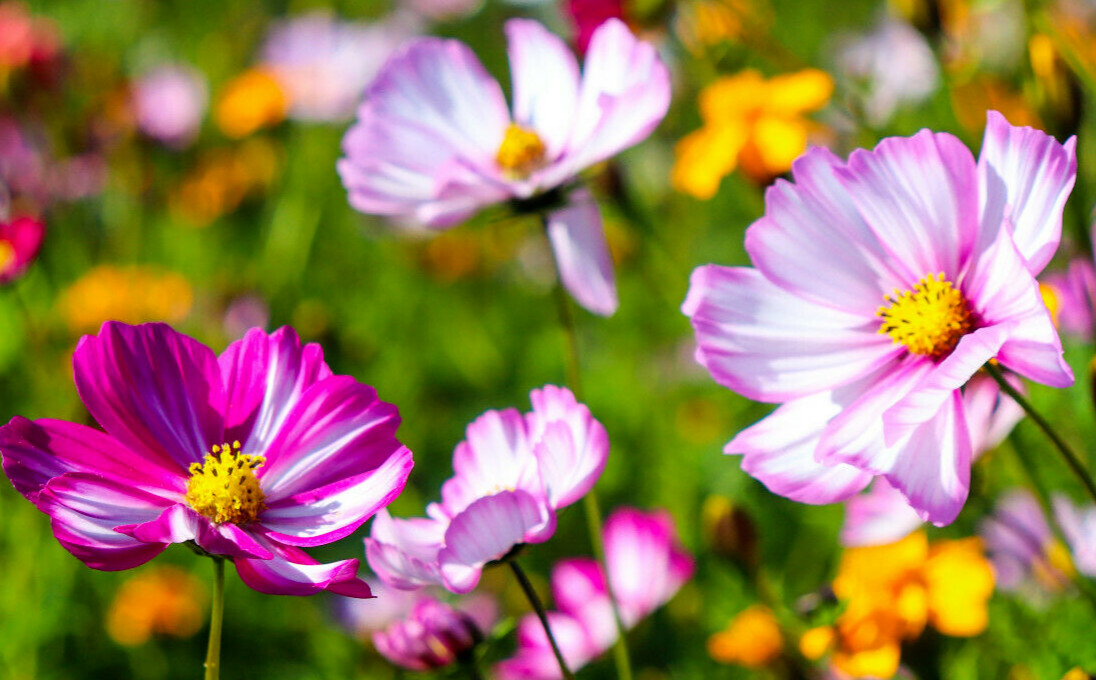 COSMOS MIX 100 SEEDS, yellow, orange, double, seashell, purple, white, pink…
