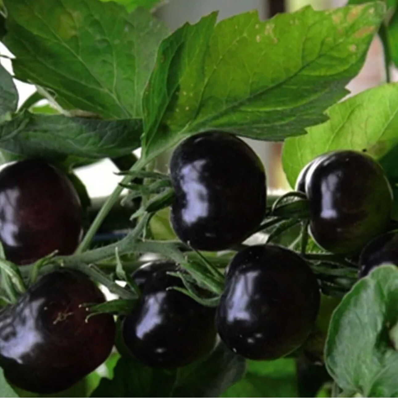 100 EUROPEAN BLACK CHERRY TOMATOES SEEDS SWEET TASTY HEIRLOOM NON-GMO RARE JUICY