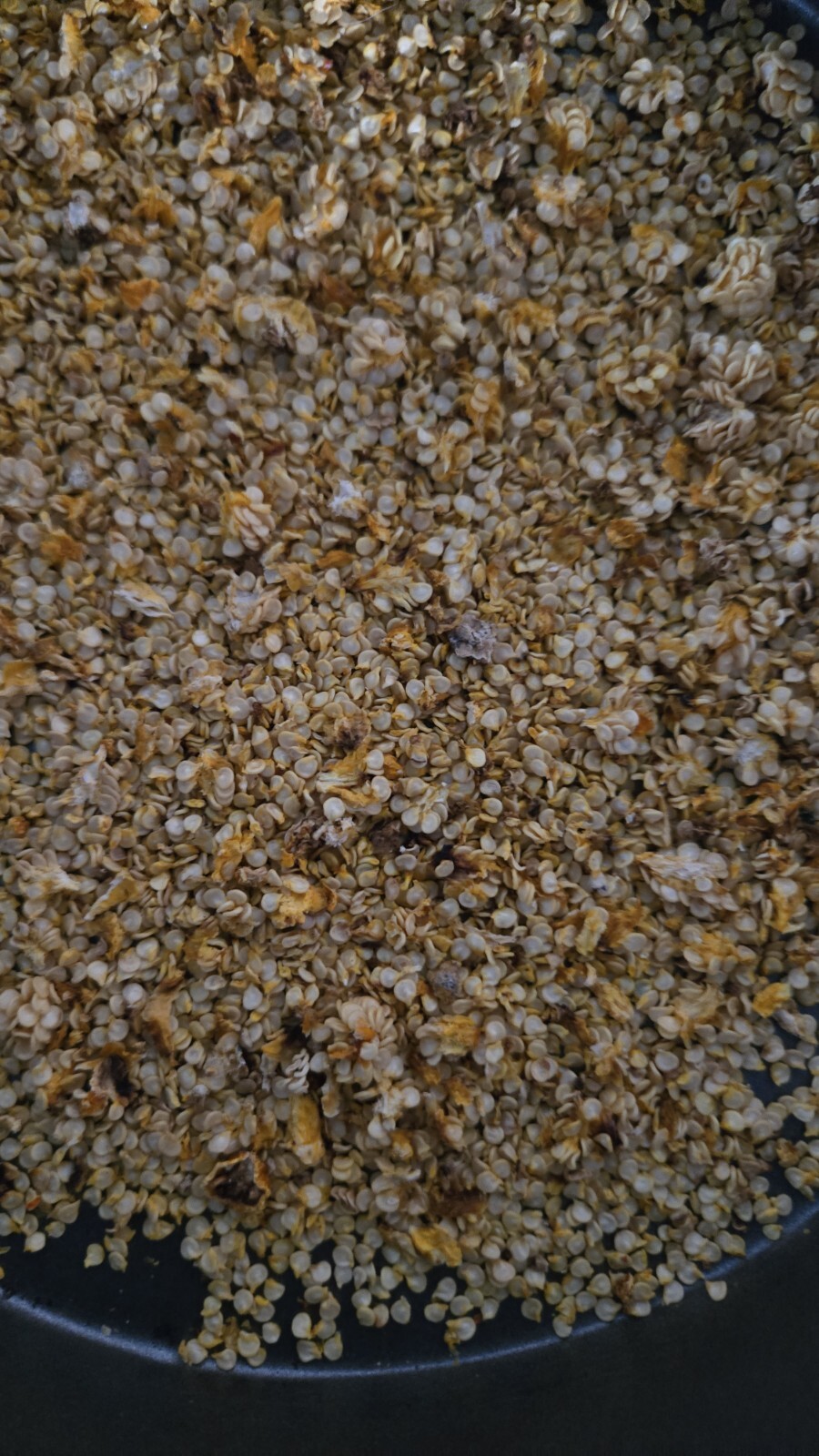 30 Guyana Wiri Wiri Pepper Seeds