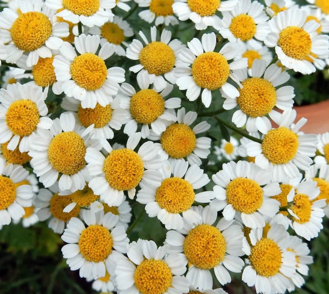 CLEAN Wild Grown FEVERFEW Tanacetum Parthenium Medicinal Perennial Herb Seeds