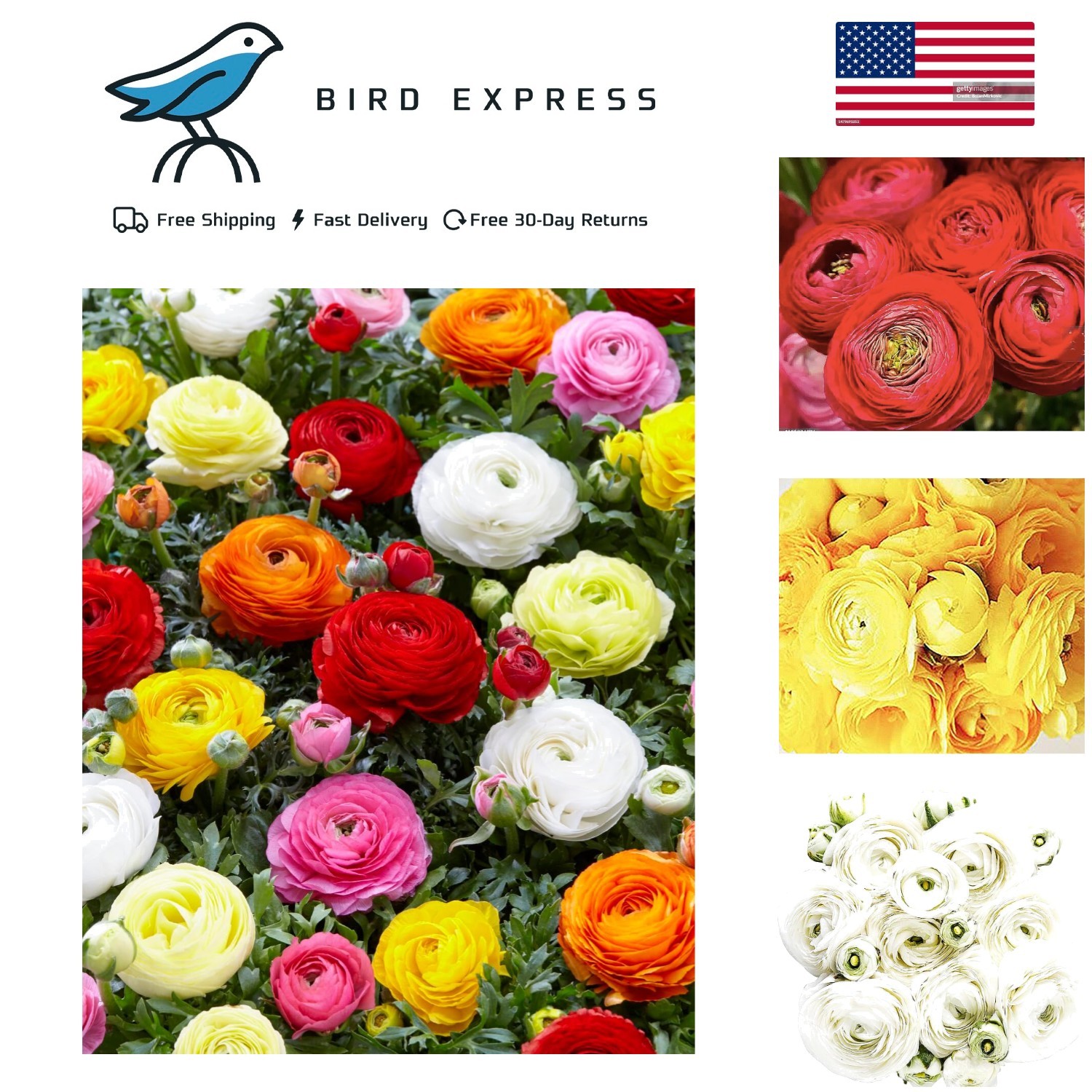 French Peony Mixed Ranunculus Bulbs 12 Large Corms Vibrant Multicolor Blooms