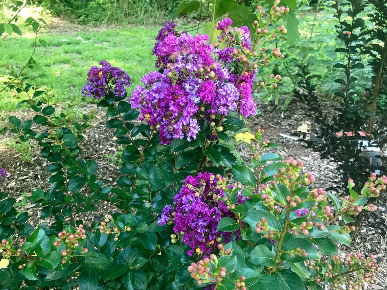 Lagerstroemia indica ‘Purpurea’ | Dwarf Purple Velvet Crape Myrtle | 20 Seeds