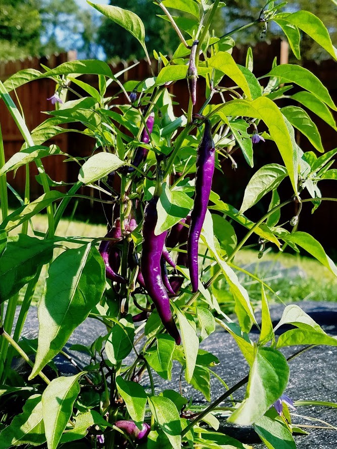 Heirloom Pepper Seeds – Many Unusual Varieties – One Shipping Charge