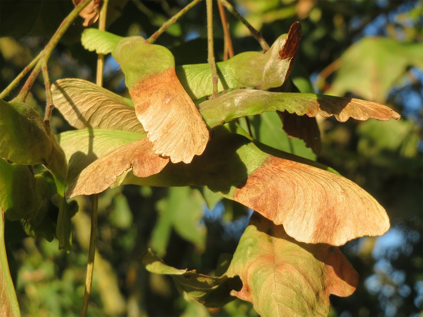 Field Maple Tree | Premium Seeds | Acer campestre ‘Fall’ | Plants’®