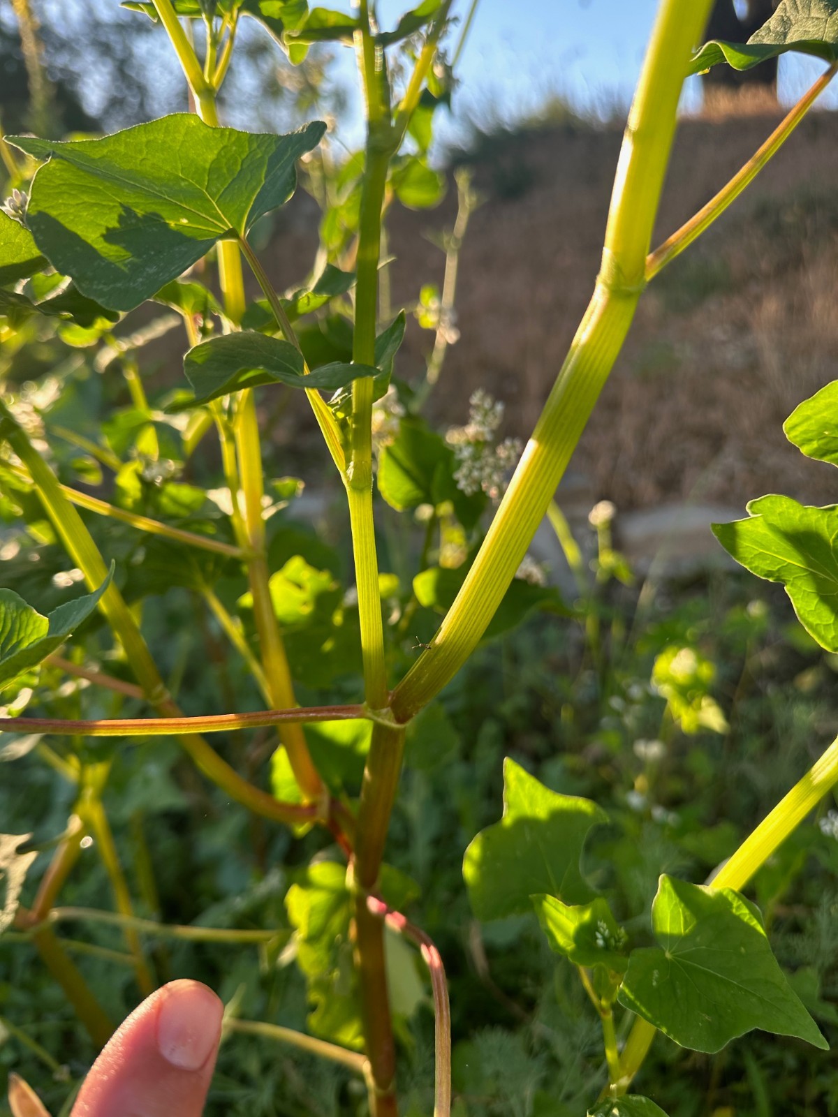Buckwheat Seeds for Planting: Fast Growing Organic Bulk Cover Crop Seed Packet