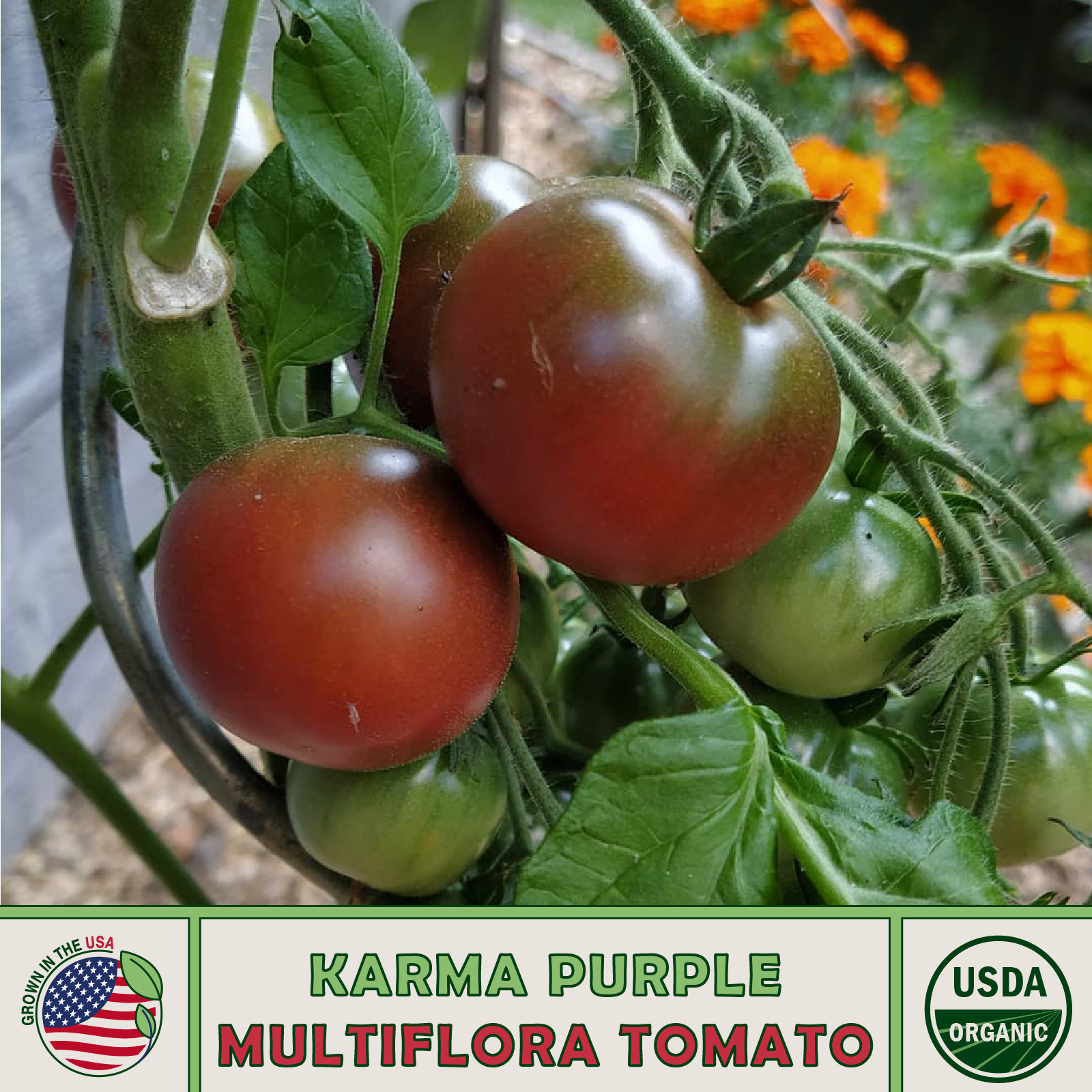 10 Karma Purple Multi-Flora Tomato Seeds, Organic, Genuine USA