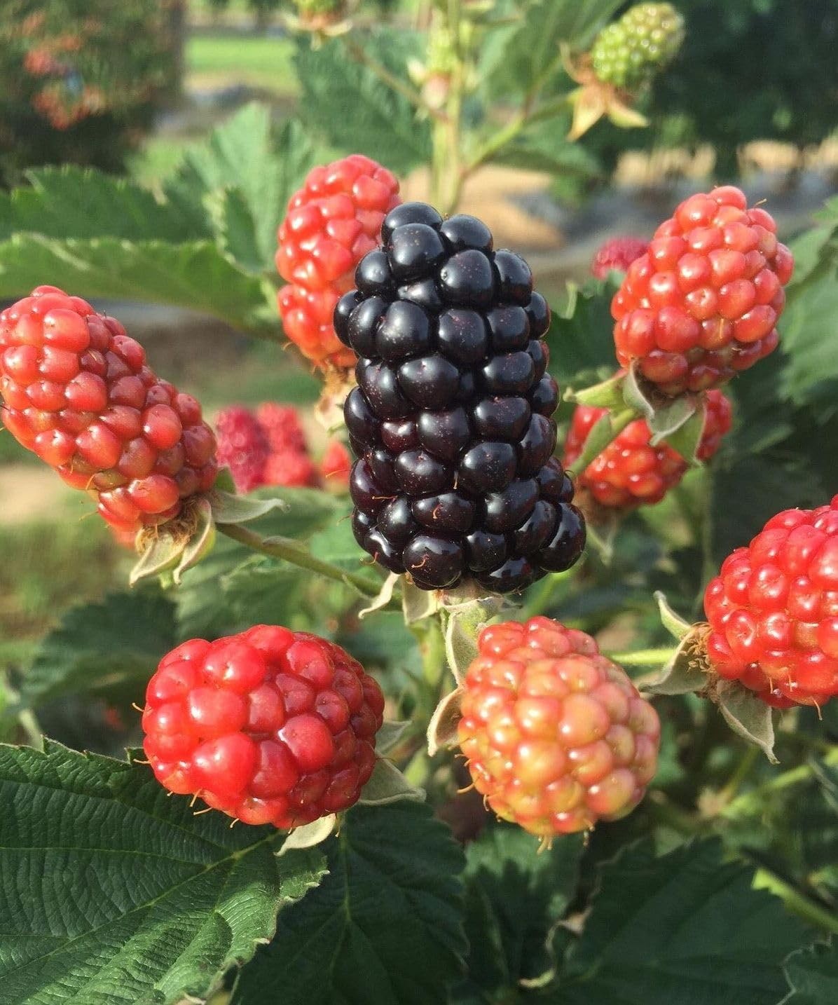 200 NonGMO Blackberry Seeds for Garden Planting Sweet, Healthy Fruit