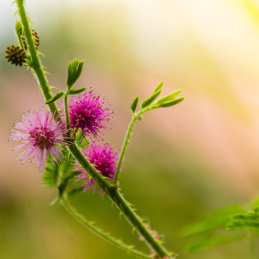 Fresh Sensitive Plant Seeds | Mimosa Pudica | Heirloom Non-GMO | Flowers