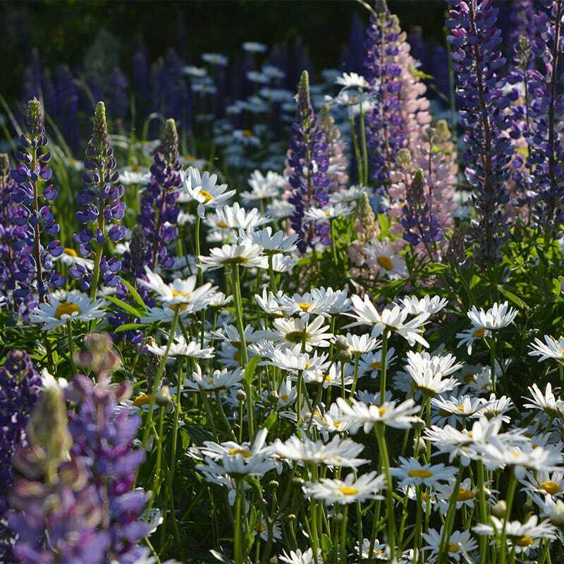Bulk Pack ALL PERENNIAL WILDFLOWERS Fall or Spring Planting Non-GMO 3000+ Seeds