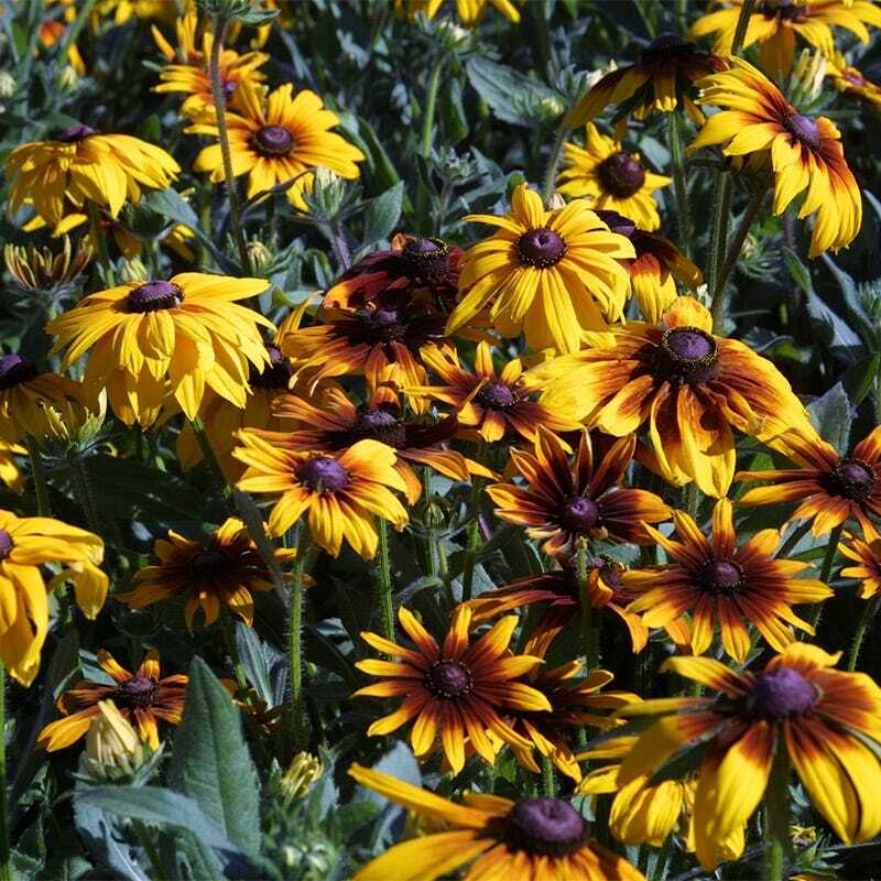 Bulk Pack ALL PERENNIAL WILDFLOWERS Fall or Spring Planting Non-GMO 3000+ Seeds