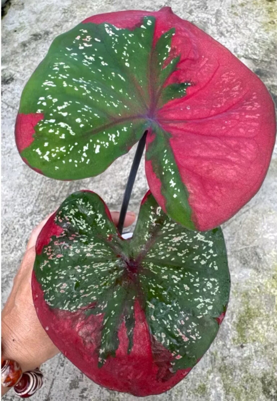 AUTHENTIC Caladium Red Barret 1 bulbs