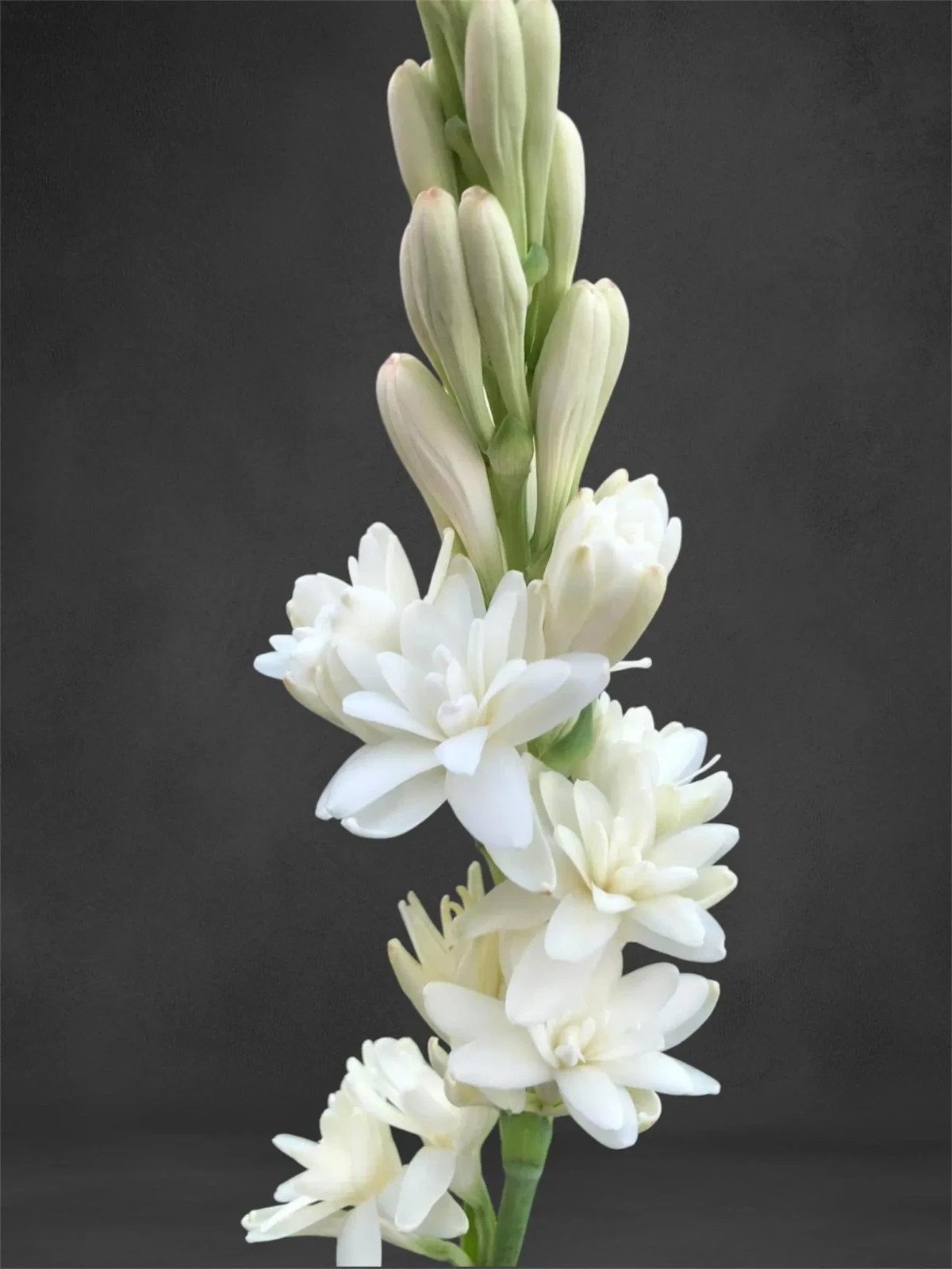 3 New! Large Double White Mexican Tuberose Polianthes Lily Fragrant