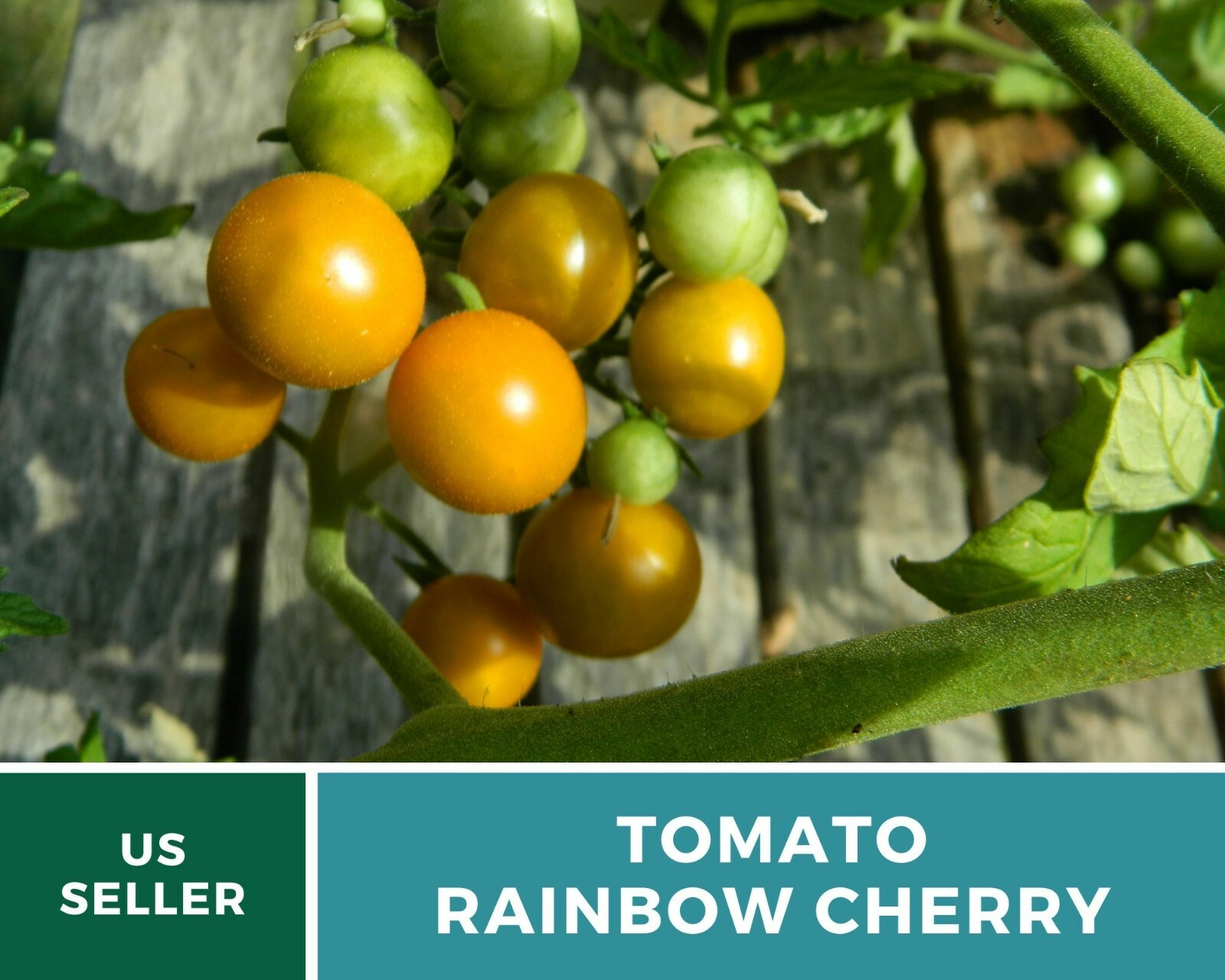 Tomato, Rainbow Cherry – Heirloom Seeds – Easy to Grow – GMO Free (Solanum lycop