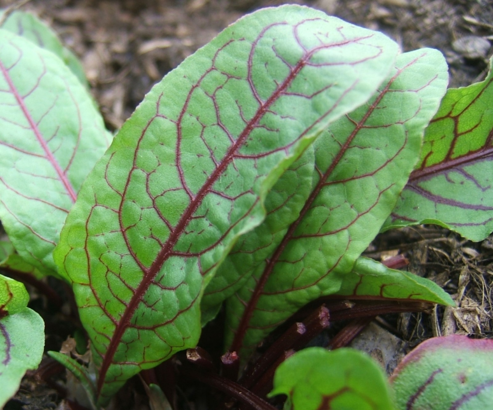 Sorrel Seeds- Blood-Veined- Heirloom Green- 200+ 2021 Seeds $1.69 Max Shipping