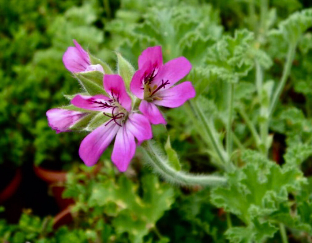 1 CITRONELLA PLANT Live / MOSQUITO REPELLENT plant 1 year old