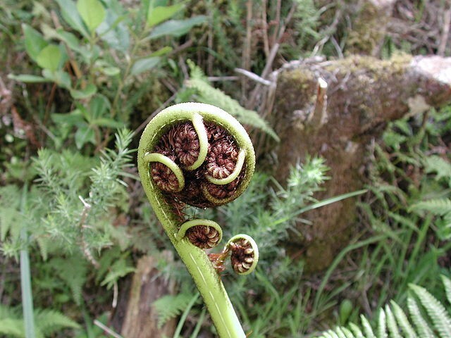 Cyathea medullaris | Black Tree Fern | 100 Spores