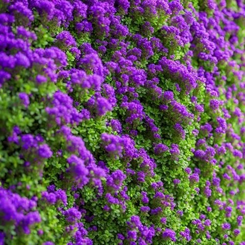 2000+ Purple Creeping Thyme Seeds Ground Cover Heirloom Garden Planting Fresh