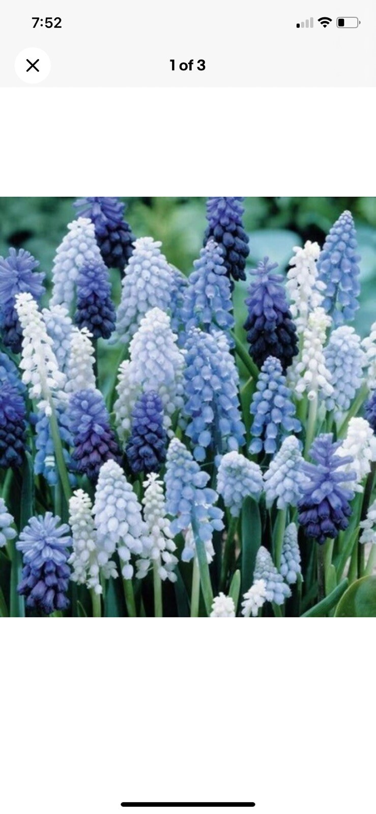 25 MUSCARI GRAPE HYACINTHS FLOWER BULBS Mix Color PERENNIAL SPRING BLOOMS!