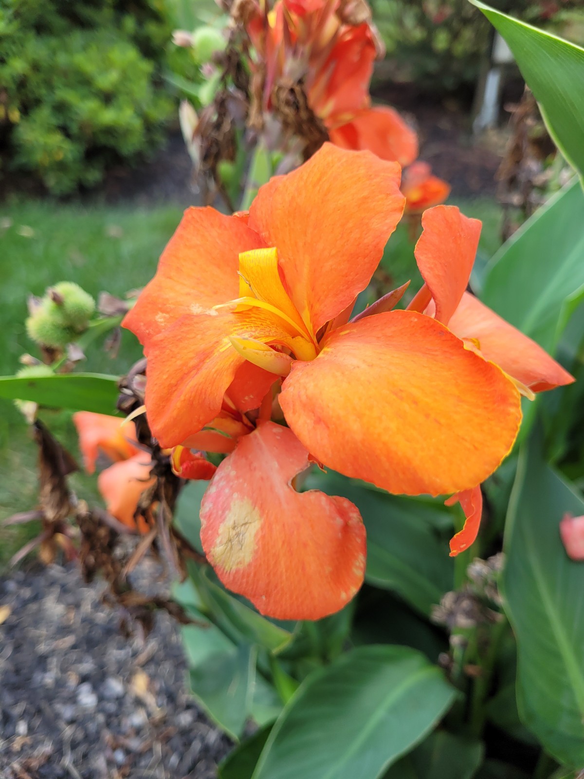 50 Canna Lily Seeds -Orange Shade -Orange Flower -Green Leaves -3 ft Free Ship