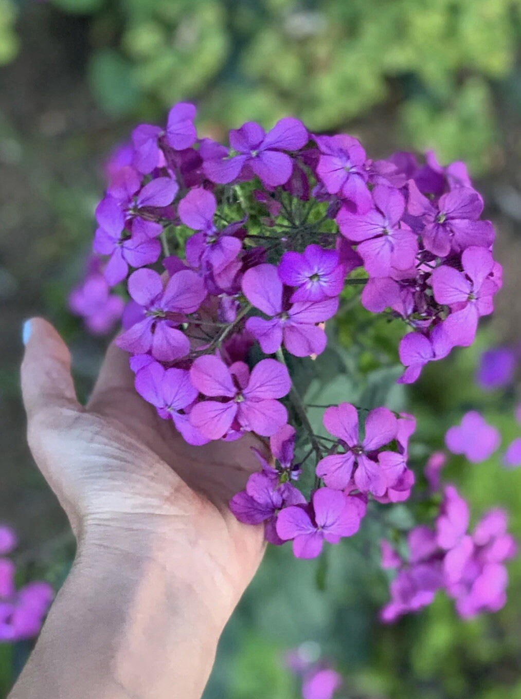 50 Money ‘Silver Dollar’ Luck Lunaria Plant Seeds, Non-GMO Heirloom🪷Seeds🪷