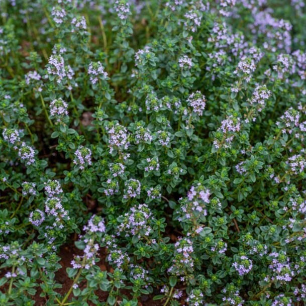 Thyme GERMAN/WINTER Purple Garden Herb Fragrant Edible Heirloom NonGMO 500 Seeds