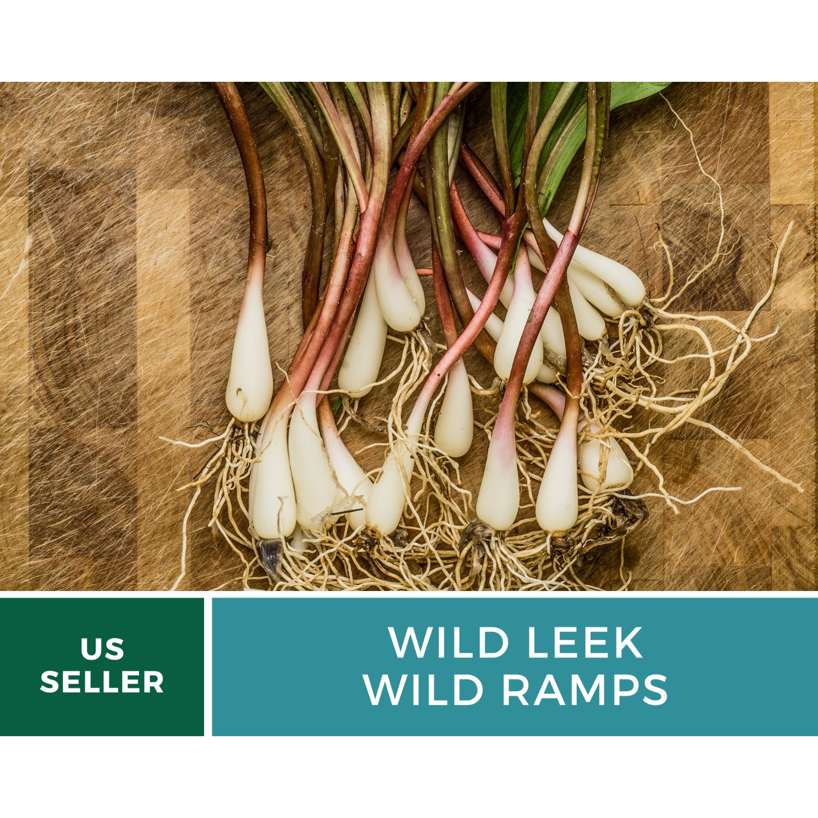 Leek, Wild – Wild Ramps – Heirloom – Non-GMO (Allium tricoccum)