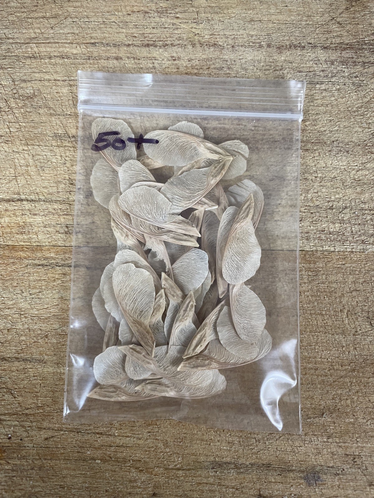 Box Elder Maple Tree seeds – Acer negundo 50+ seeds Planting Outdoors