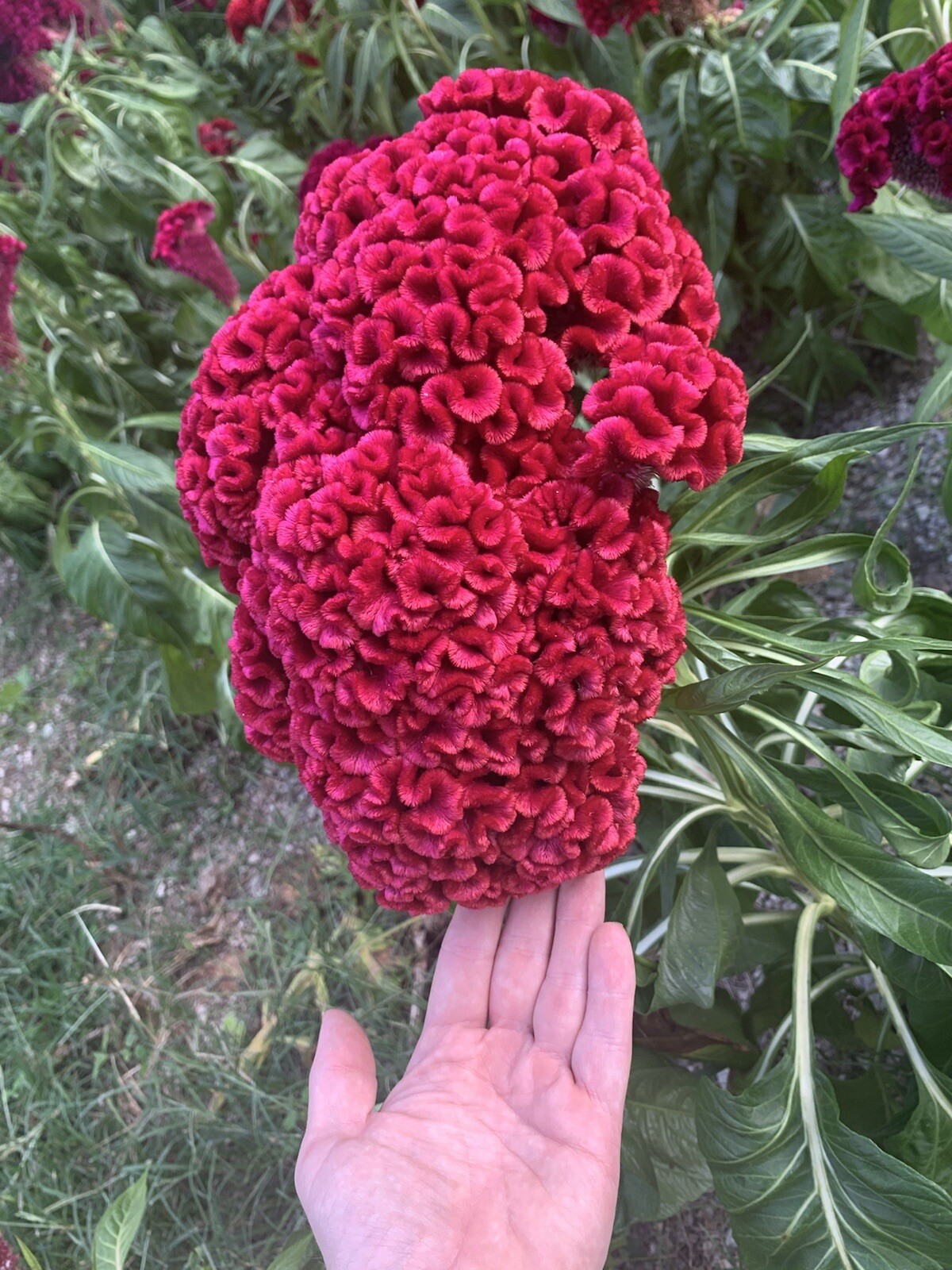 100 Giant Cockcomb Seed–Celosia Cristata