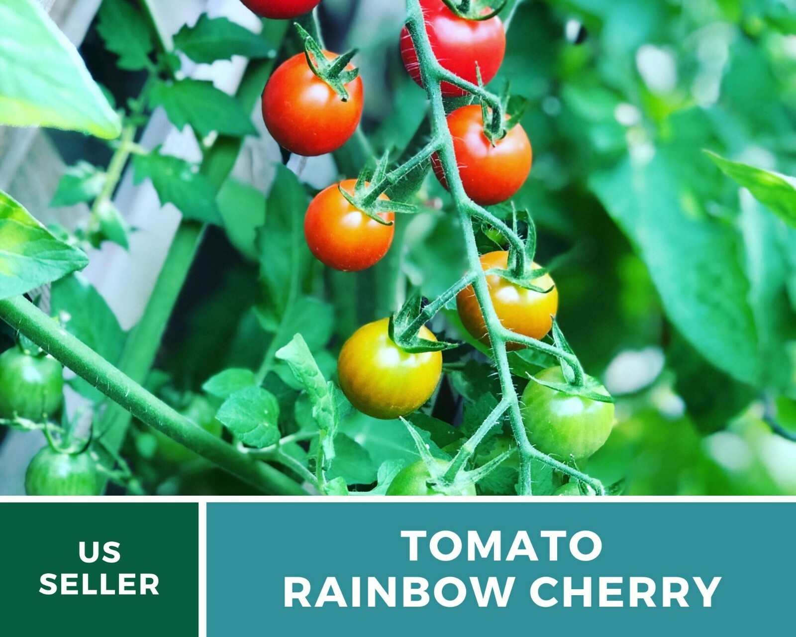 Tomato, Rainbow Cherry – Heirloom Seeds – Easy to Grow – GMO Free (Solanum lycop