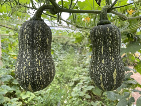 Striped Butternut Squash Seeds,Hạt Giống Bí Hạt Đậu F1 – NON-GMO