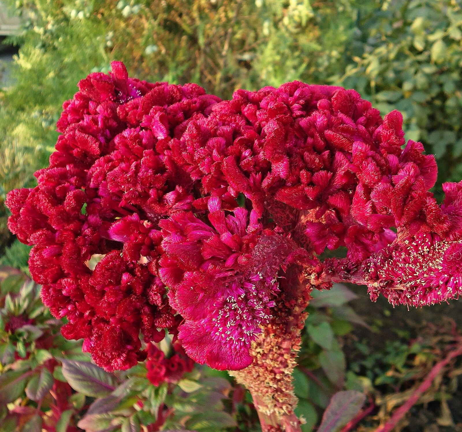 100 Seeds Orange Cockscomb Seeds G78.5 , Heirloom Non-Gmo Annual Unusual Blooms