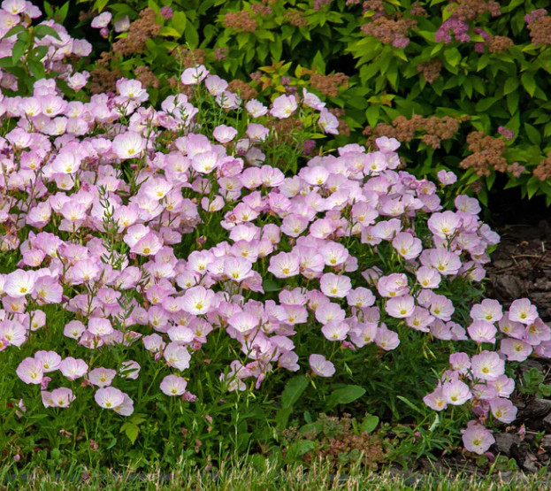 SHOWY EVENING PRIMROSE Perennial Native Pink Ladies Oenothera Non-GMO 1000 Seeds