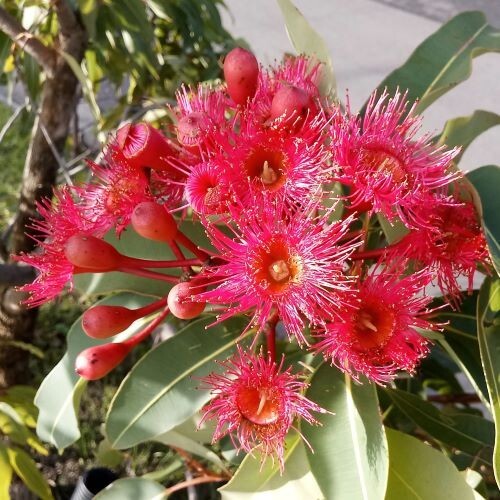 Corymbia ficifolia, ( Red Flowering Gum ), 20 seeds