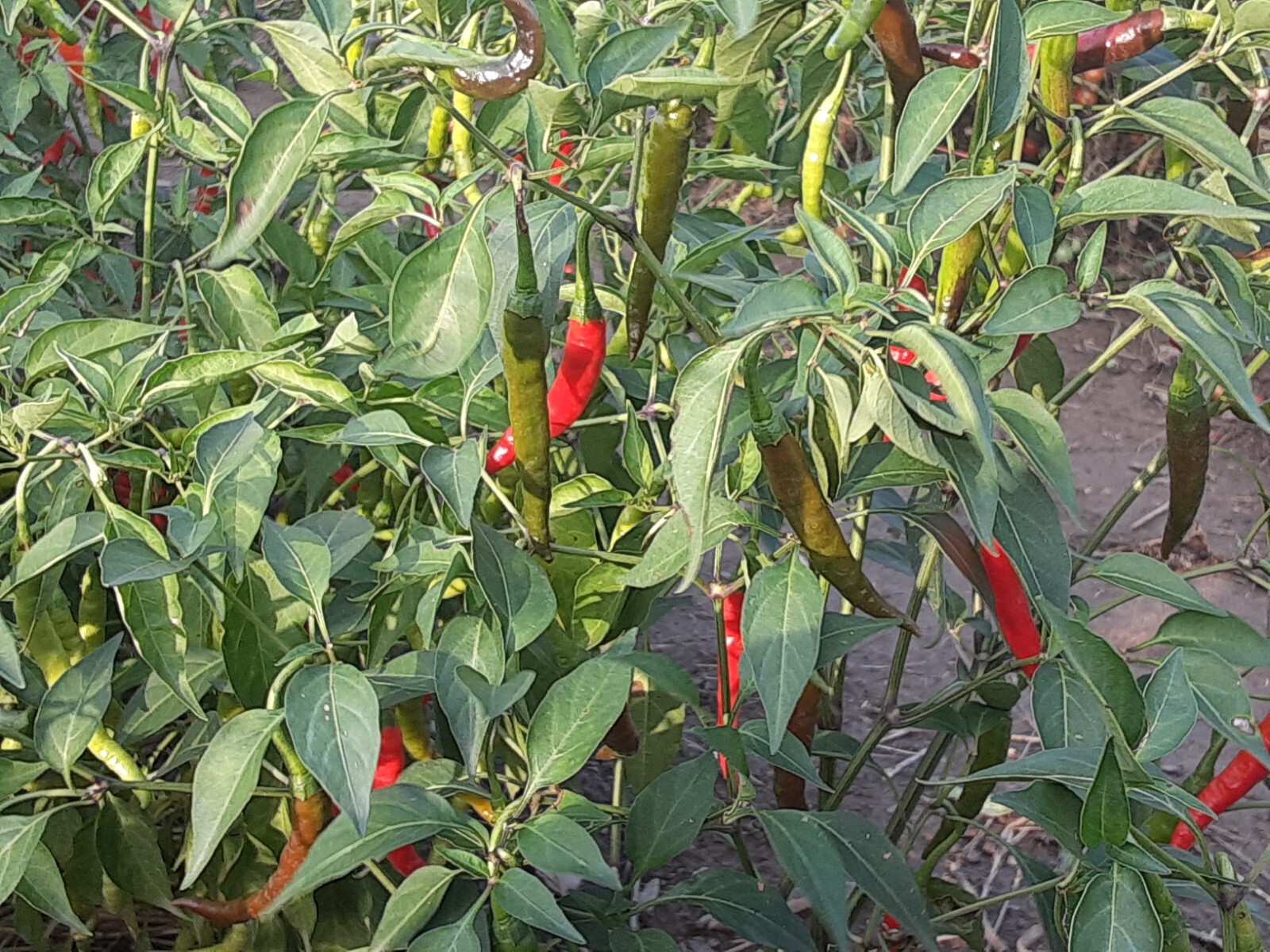 “Motown Magic” Hot Chili Pepper Seeds x30 MIX – Michigan Grown! Organic, Non-GMO