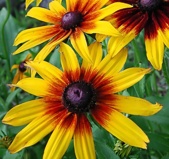 GLORIOSA DAISY SEEDS 2000+ biennial WILDFLOWER garden FLOWERS bees FREE SHIPPING