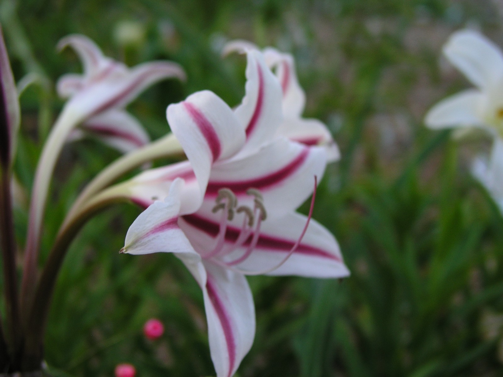 Crinum Lily, scabrum Margie Brown, large, near blooming-size bulb, NEW, RARE